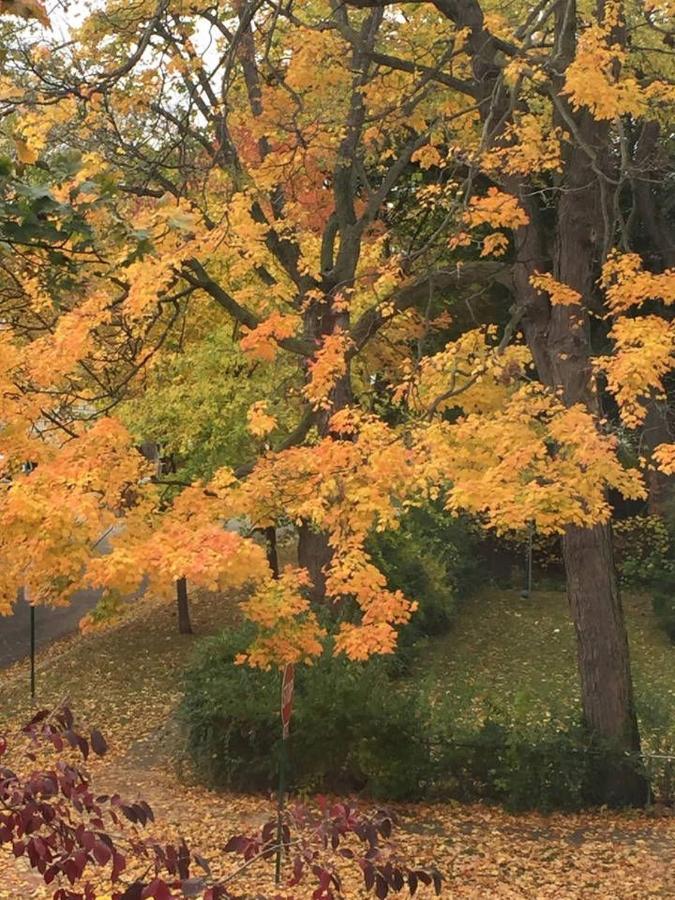 Oak Park Beauties - Tree Lined Streets - Walkable Lejlighed Eksteriør billede